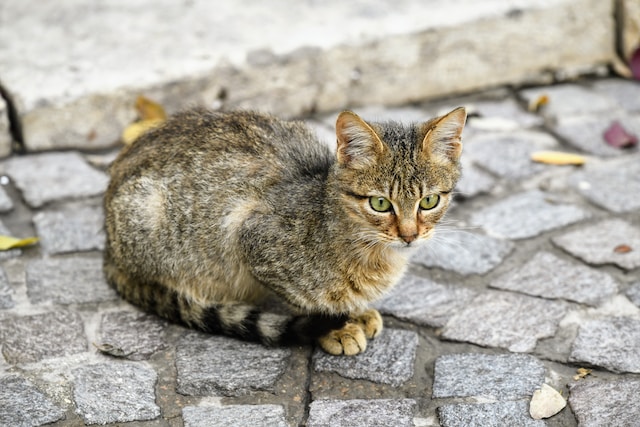 Cats Overcome Obstacles to Survive