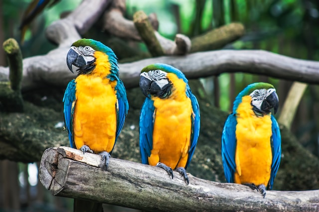 Parrot Care Tips for Keeping Your Feathered Friend