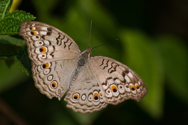 The Discovery of a New Butterfly Species with a Villainous Name