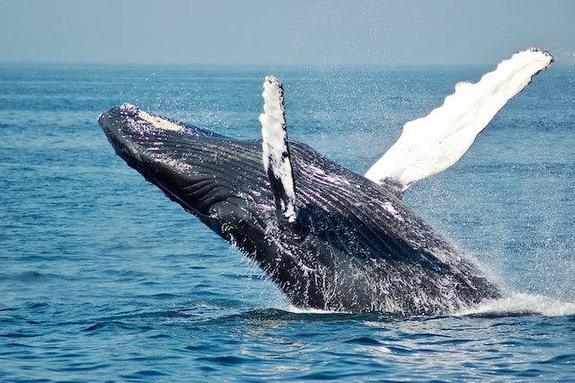 Diet of Whales What They Eat and How They Hunt