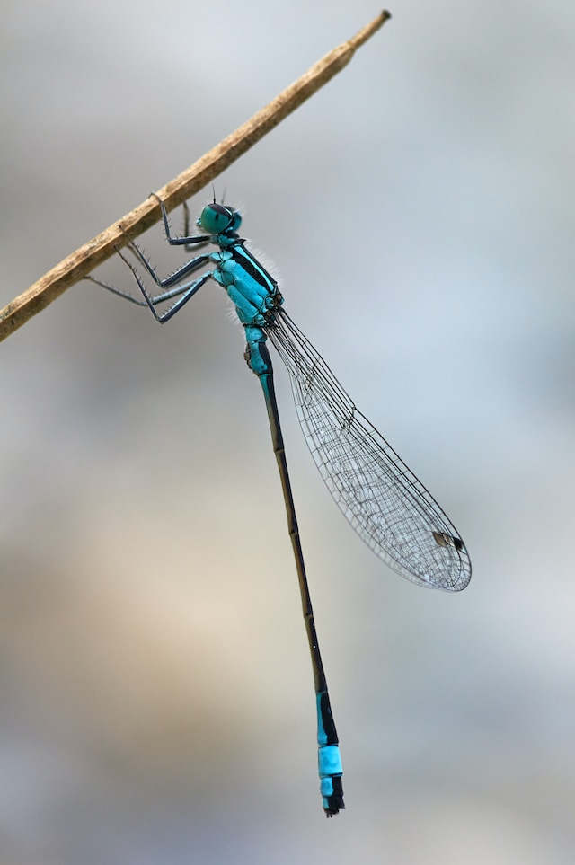 Dragonfly Chronicles Tales of Transformation and Symbolism