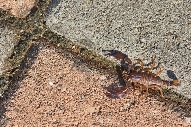 Role of Scorpions in Ecosystems