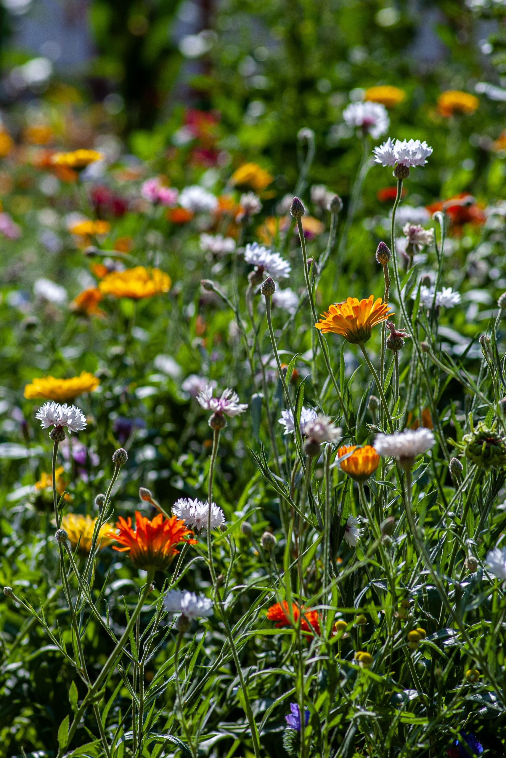 From Seedlings to Masterpieces: Uncover the Joy of Plant DIY Projects