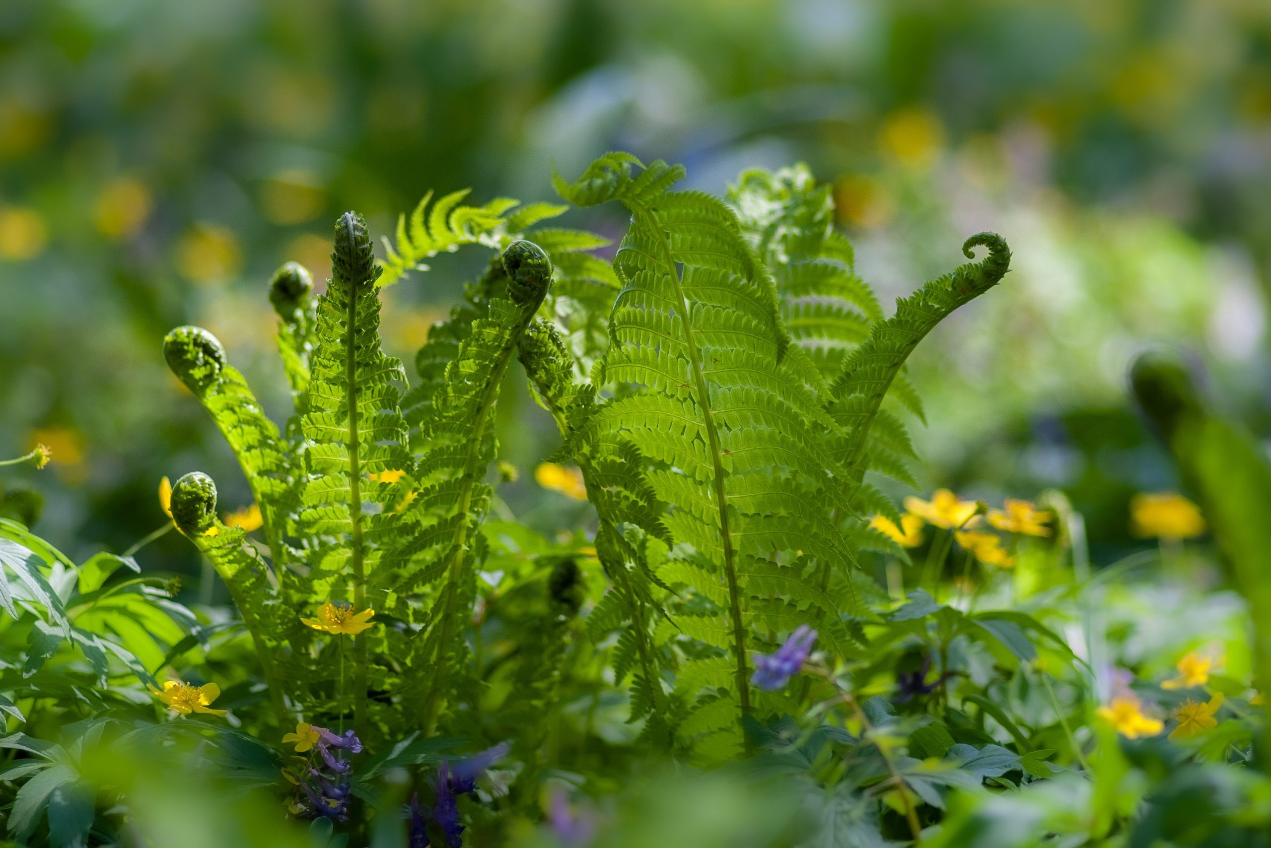 From Deserts to Rainforests: Exploring Flora’s Astonishing Resilience and Success Strategies