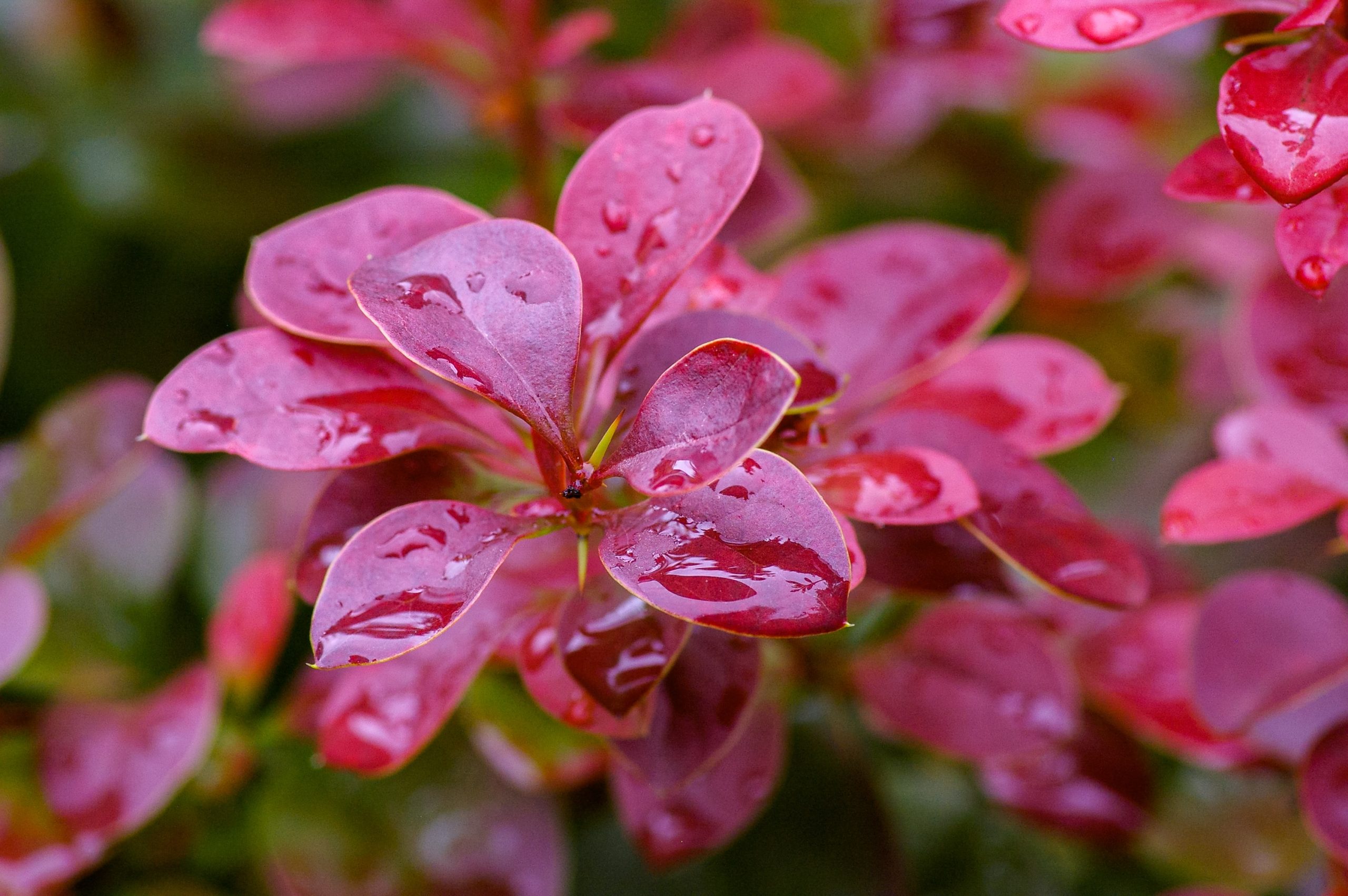 Unlocking Nature’s Mysteries: Unveiling the Beauty and Durability of Succulent Species