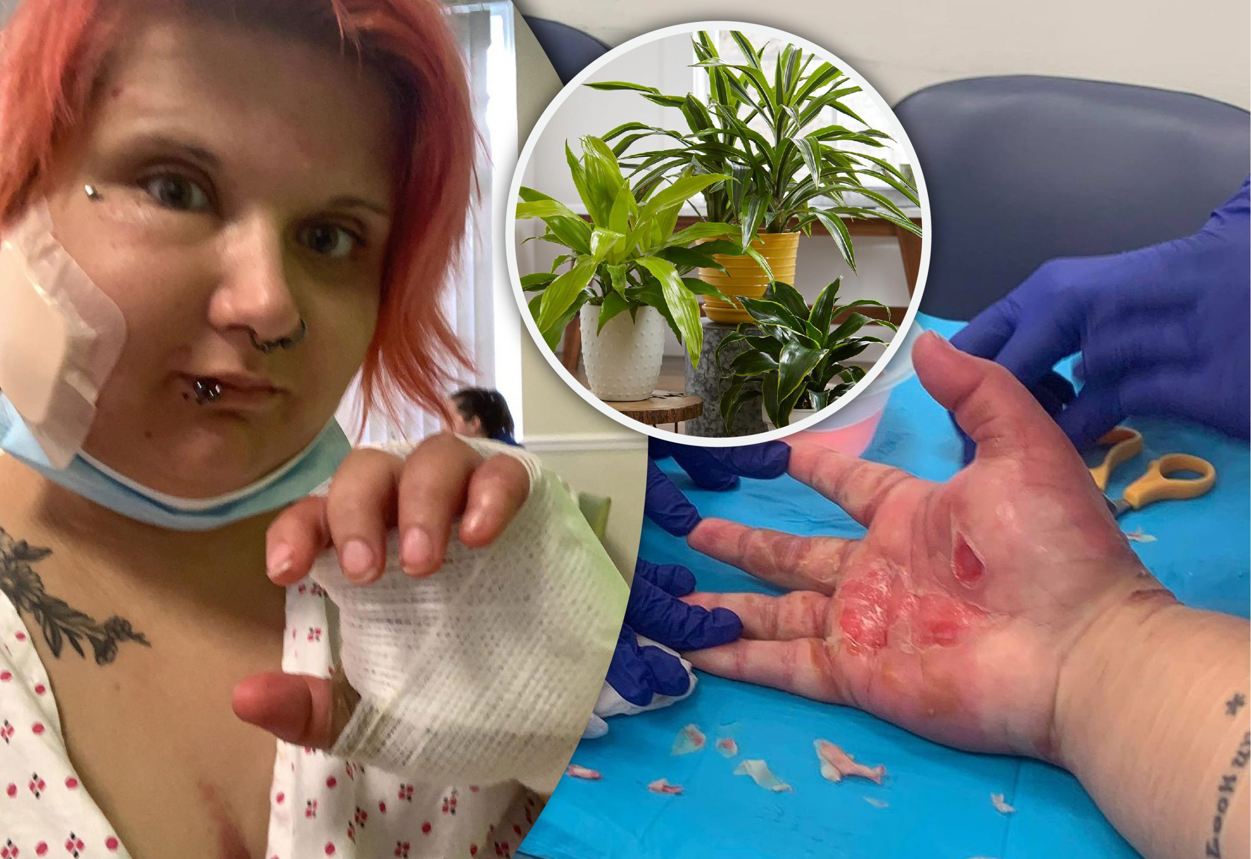 From Human to Teletubby: Mysterious Plant Causes Woman to Morph into a Teletubby!