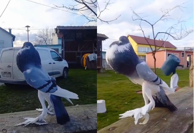 Bird or Beast? Mutant Pigeon with Giant Legs Takes Internet by Storm!