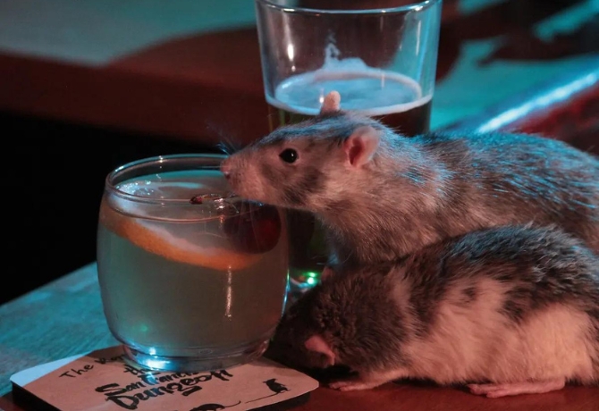 Uninvited Guest Massive Rat Steals the Show, Scurrying on Pub Counter!