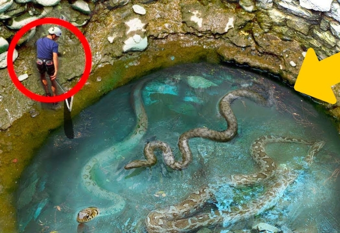 Heart-Stopping Moment: Man Dives into Giant Snake Pit, What He Finds Will Haunt His Dreams!