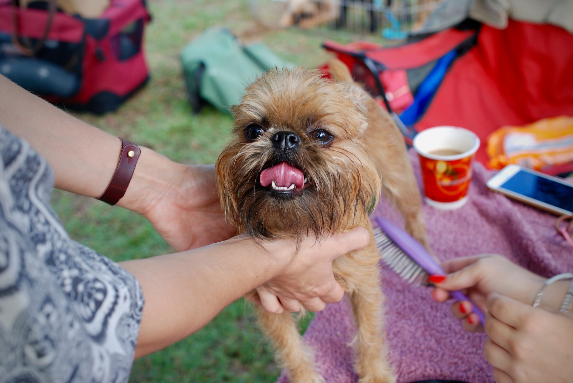 How to Choose the Right Category for Your First Pet Show