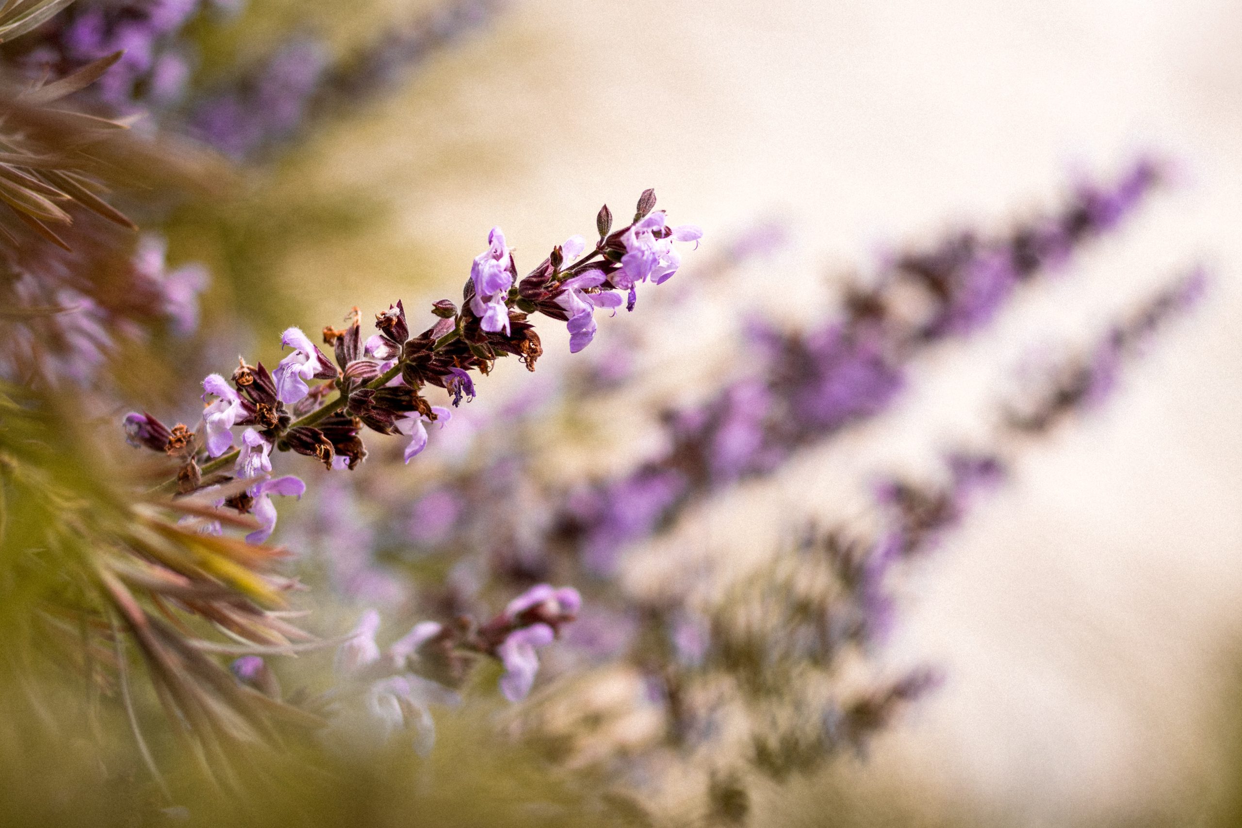 A Beginner’s Guide to Medicinal Planting: Growing and Using Herbs for Health & Wellness