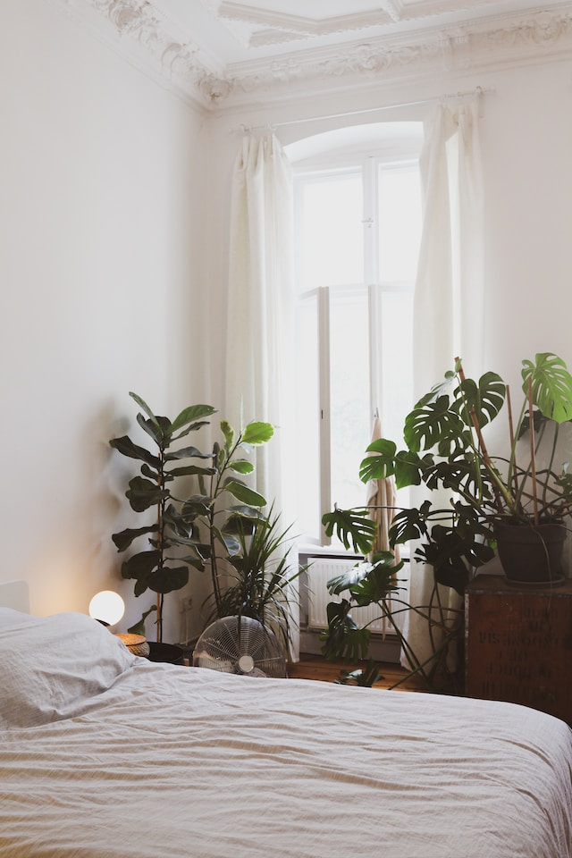 Sleep Better Tonight with These Top 5 Plants for Your Bedroom