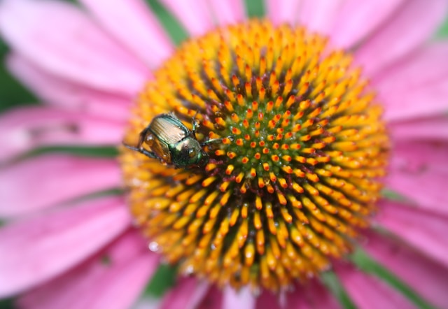 Pollinator Gardening 101: Tips and Tricks for Success