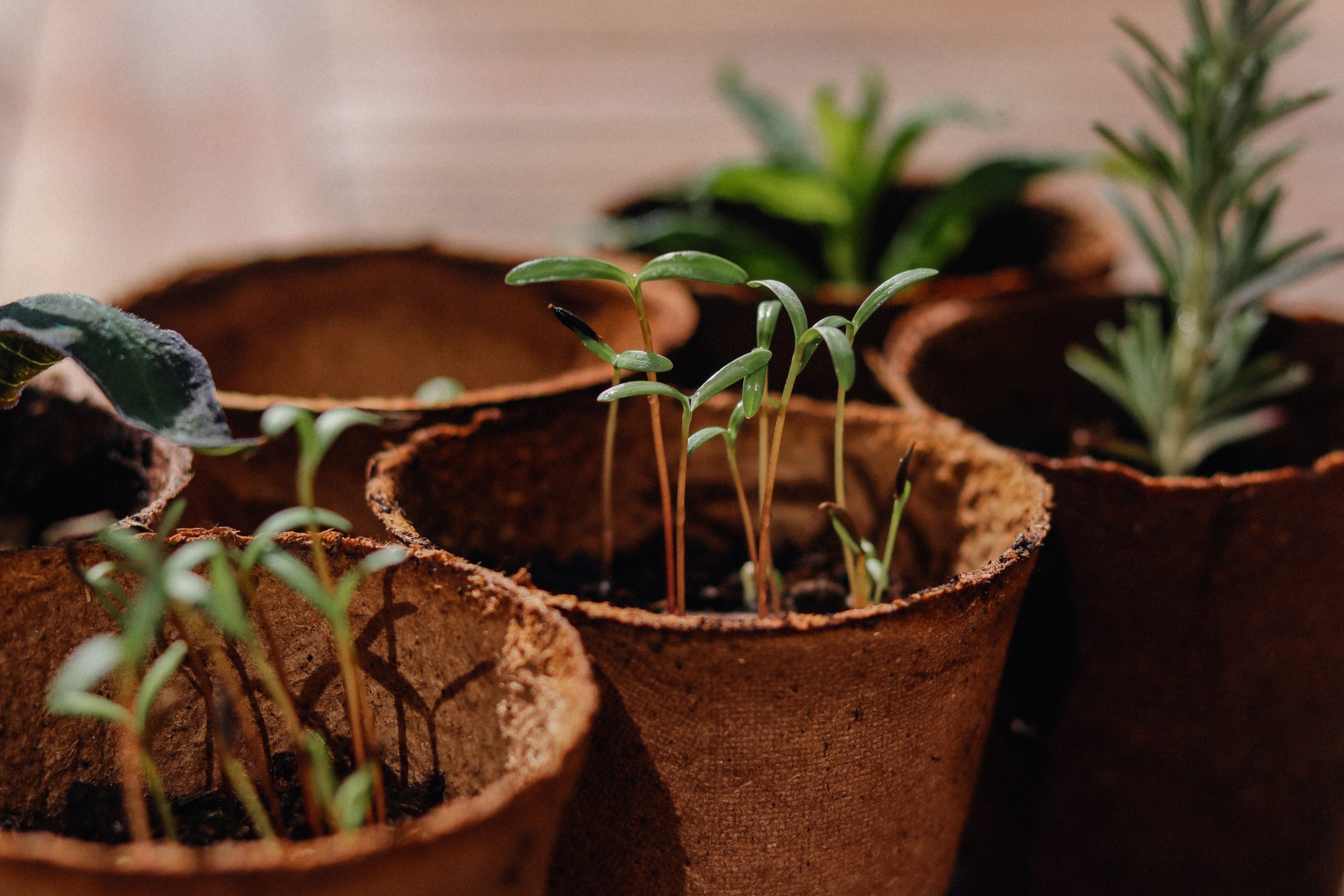 Creating a Sustainable Landscape: Plant Selection and Maintenance Techniques