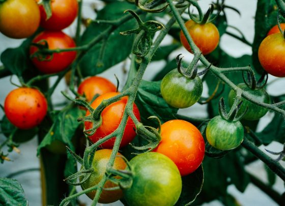 Edible Garden