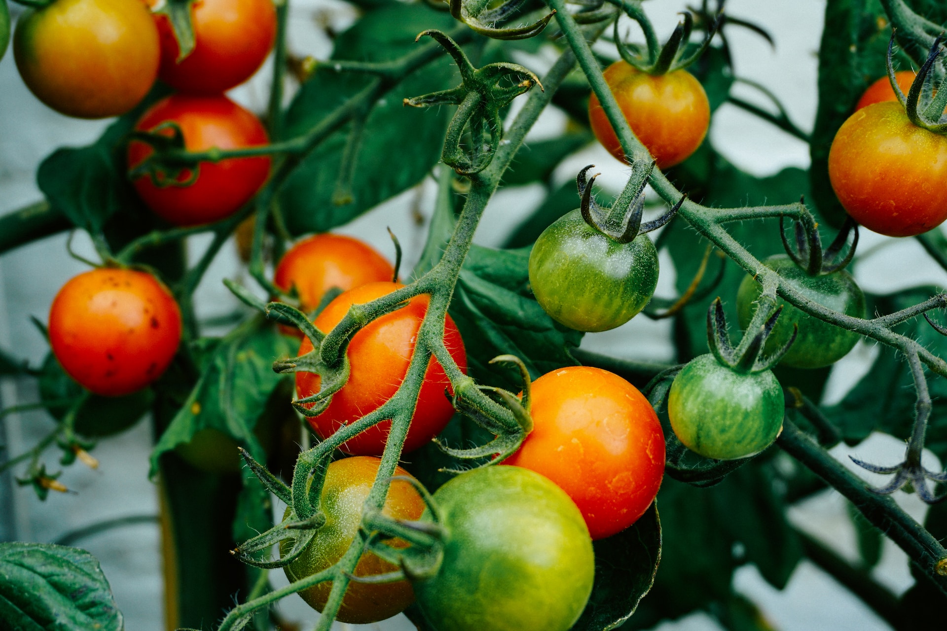 Edible Garden Tips for Starting Your Own Homegrown Bounty