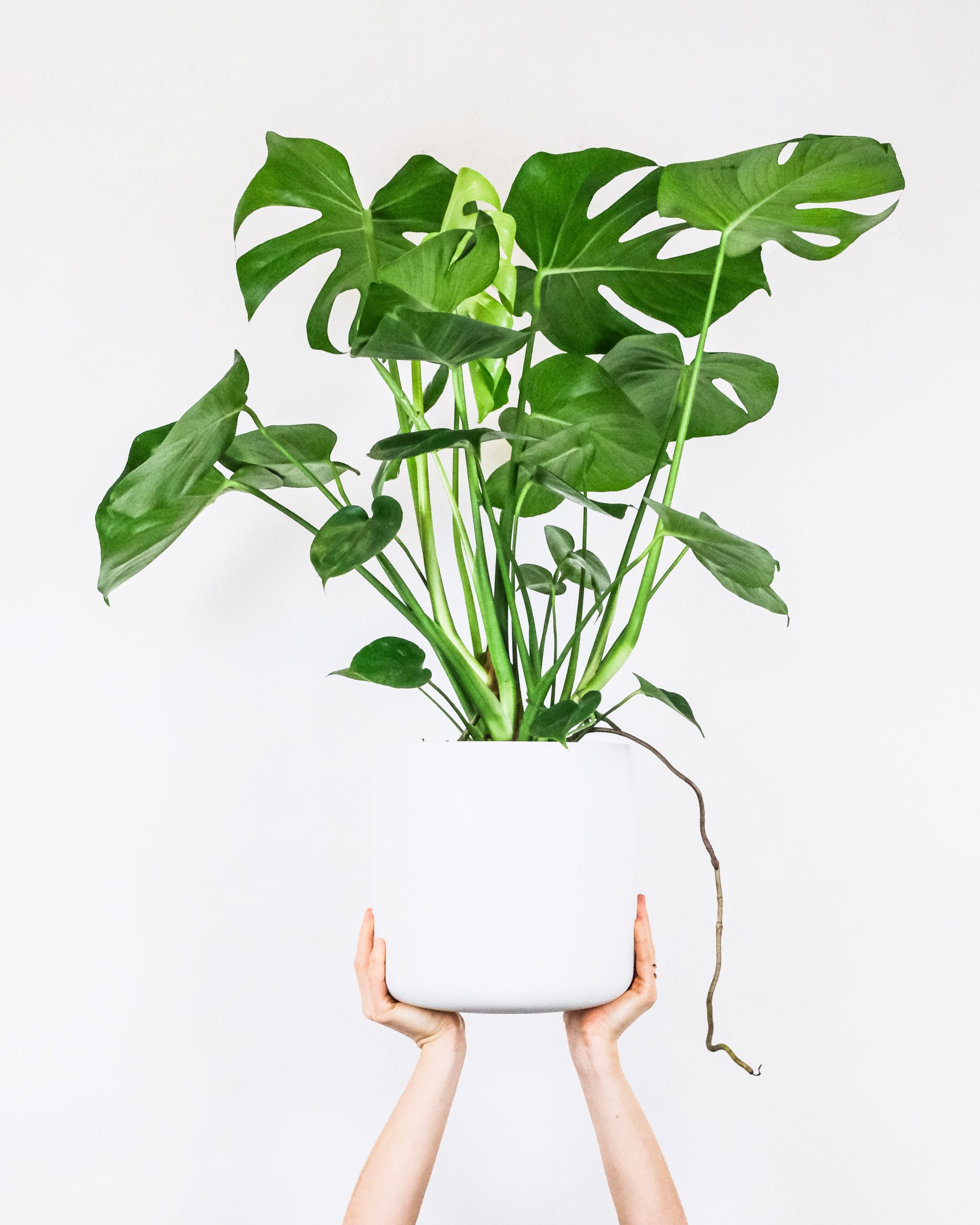 From Snake Plants to Pothos: A Detailed Look at the Care of Common Houseplants