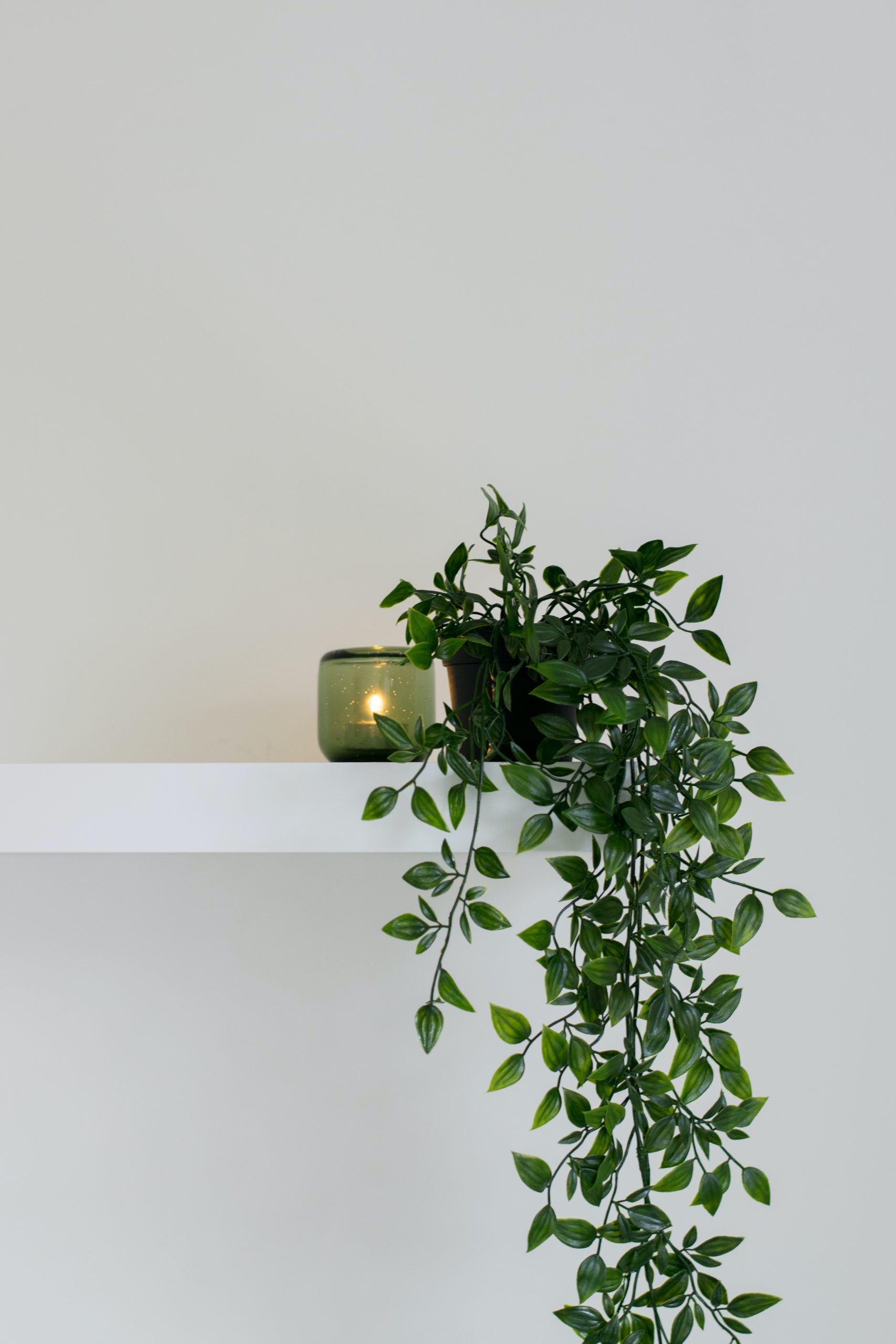 Eco-Friendly and Cost-Effective: Why Every Workplace Should Have Plants