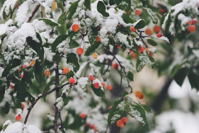 Bring Life and Color to Your Home with These 8 Must-Have Plants for a Sunny Window