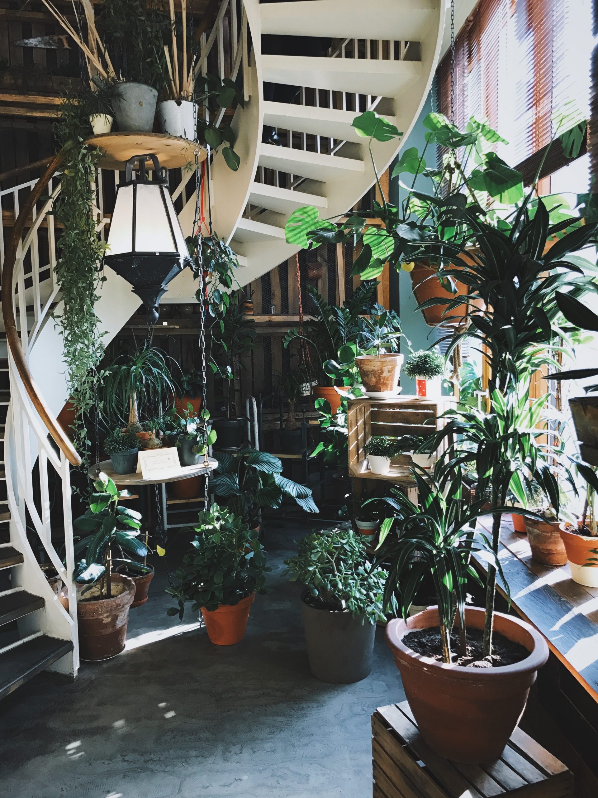 How to Keep Your Indoor Garden Flourishing: Tips for Popular Houseplant Care