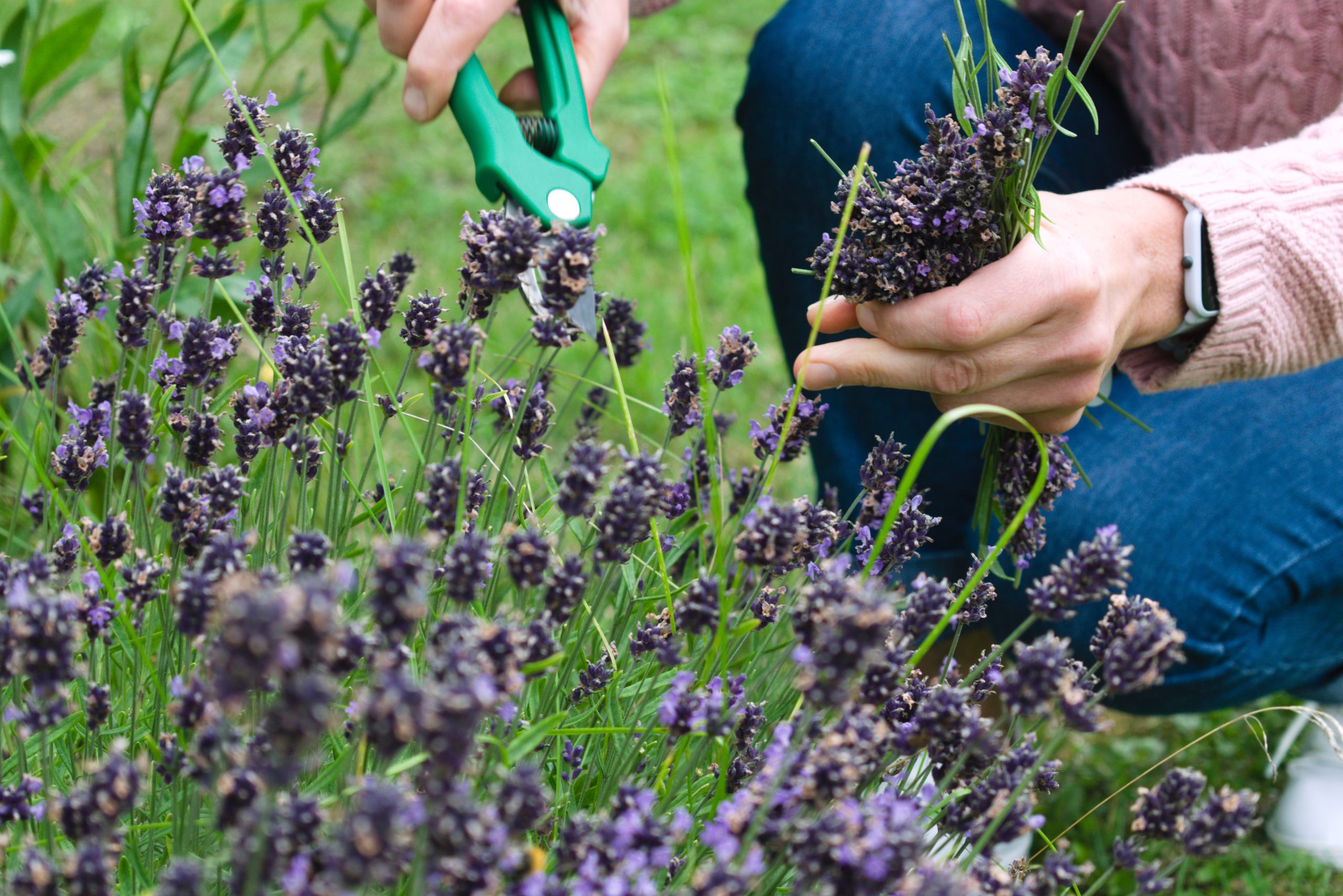 Planting with Purpose: The Best Flowers, Shrubs, and Trees for Pollinators