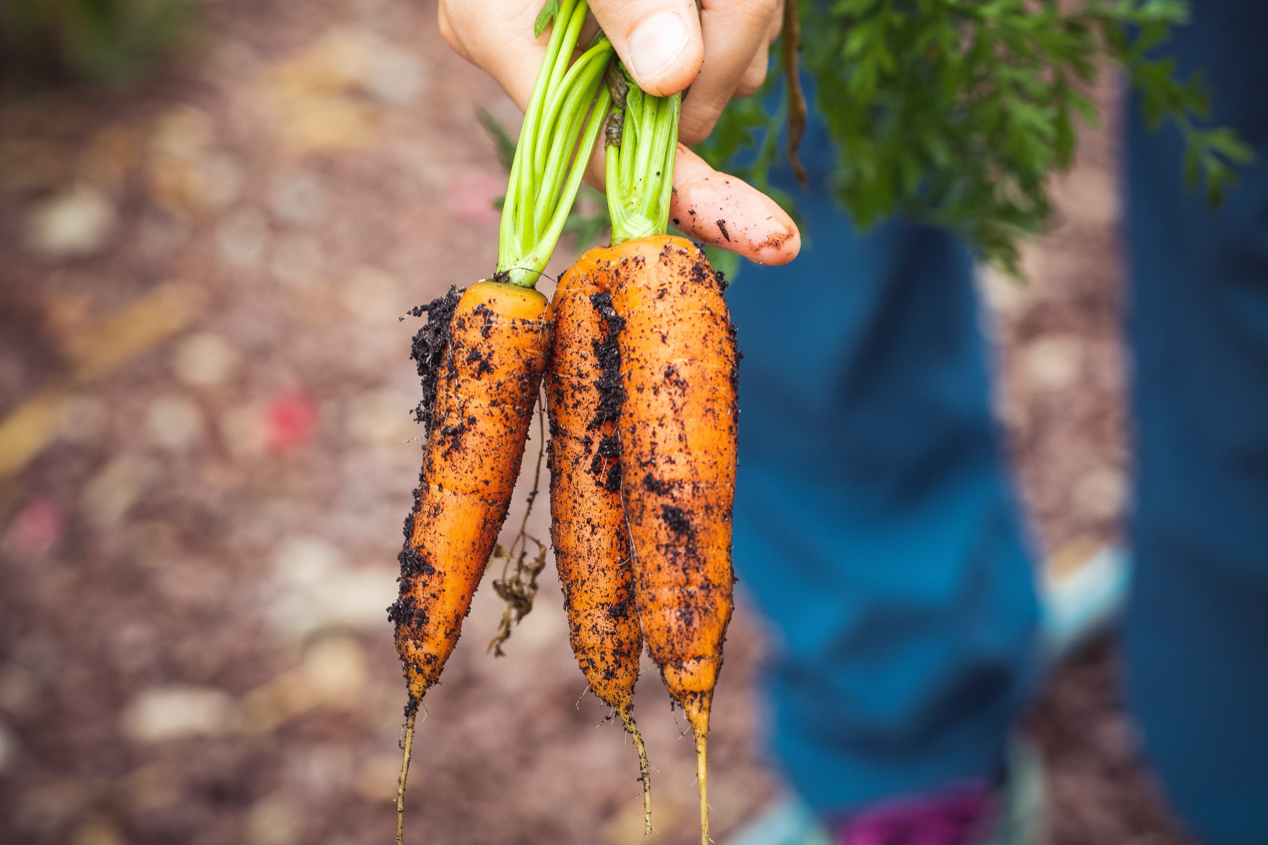 From Garden to Medicine Cabinet: How Medicinal Plants Can Improve Your Health