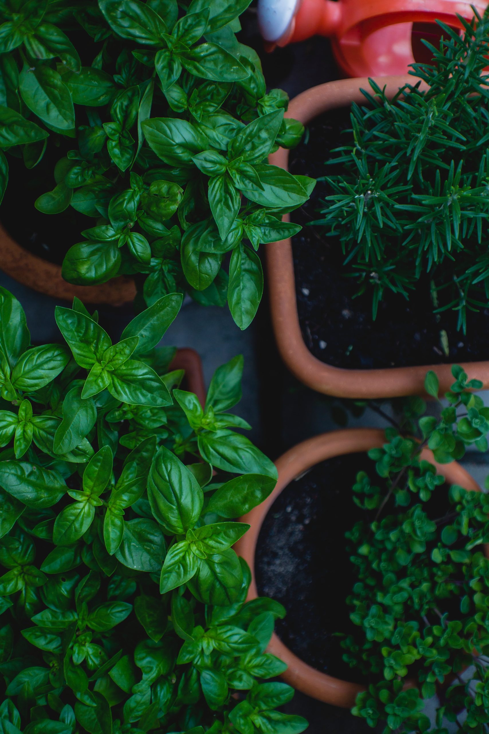 Choosing the Right Herbs for Your Indoor Garden: A Beginner’s Guide