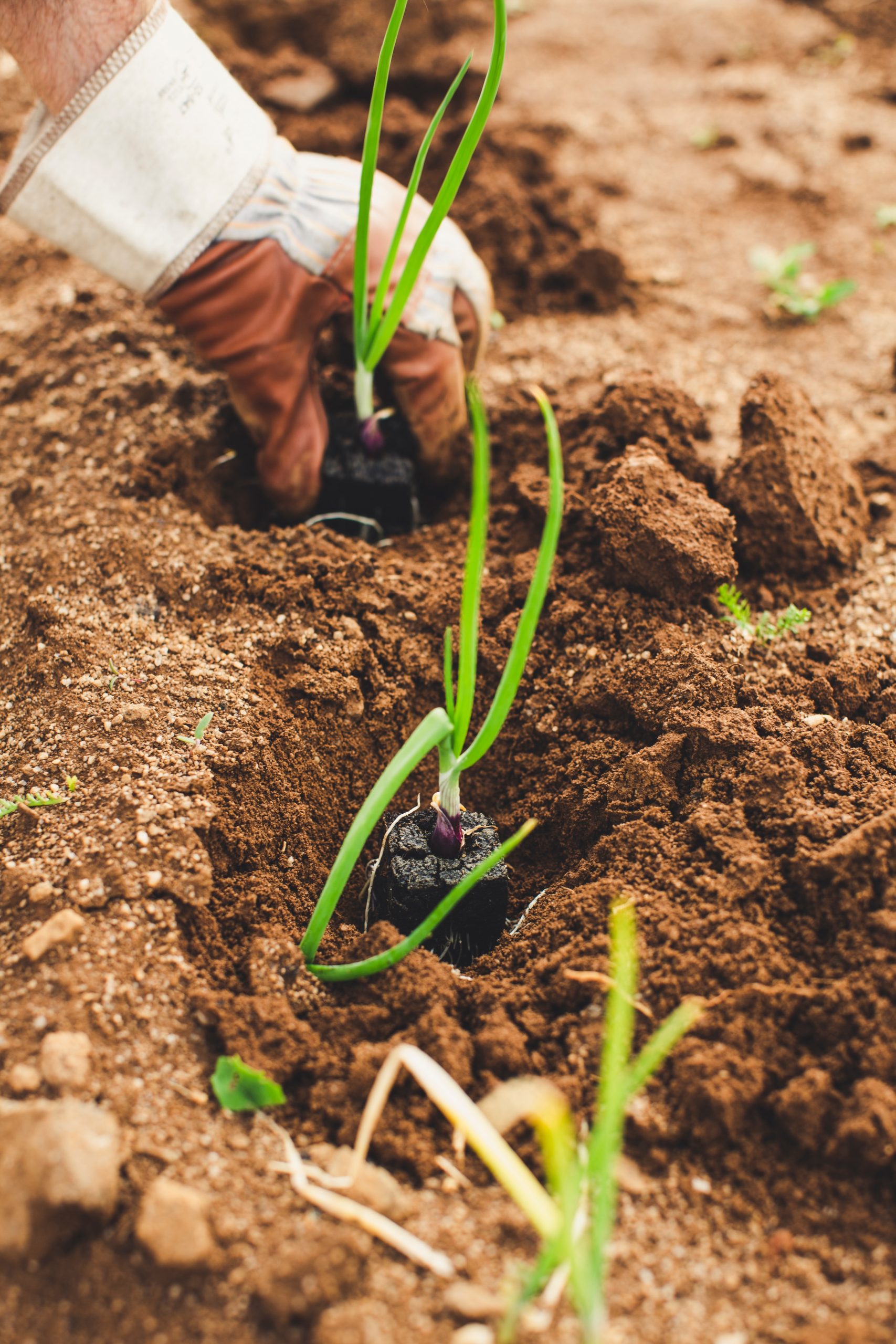 Maximizing Your Green Thumb with Creative Planting in Containers