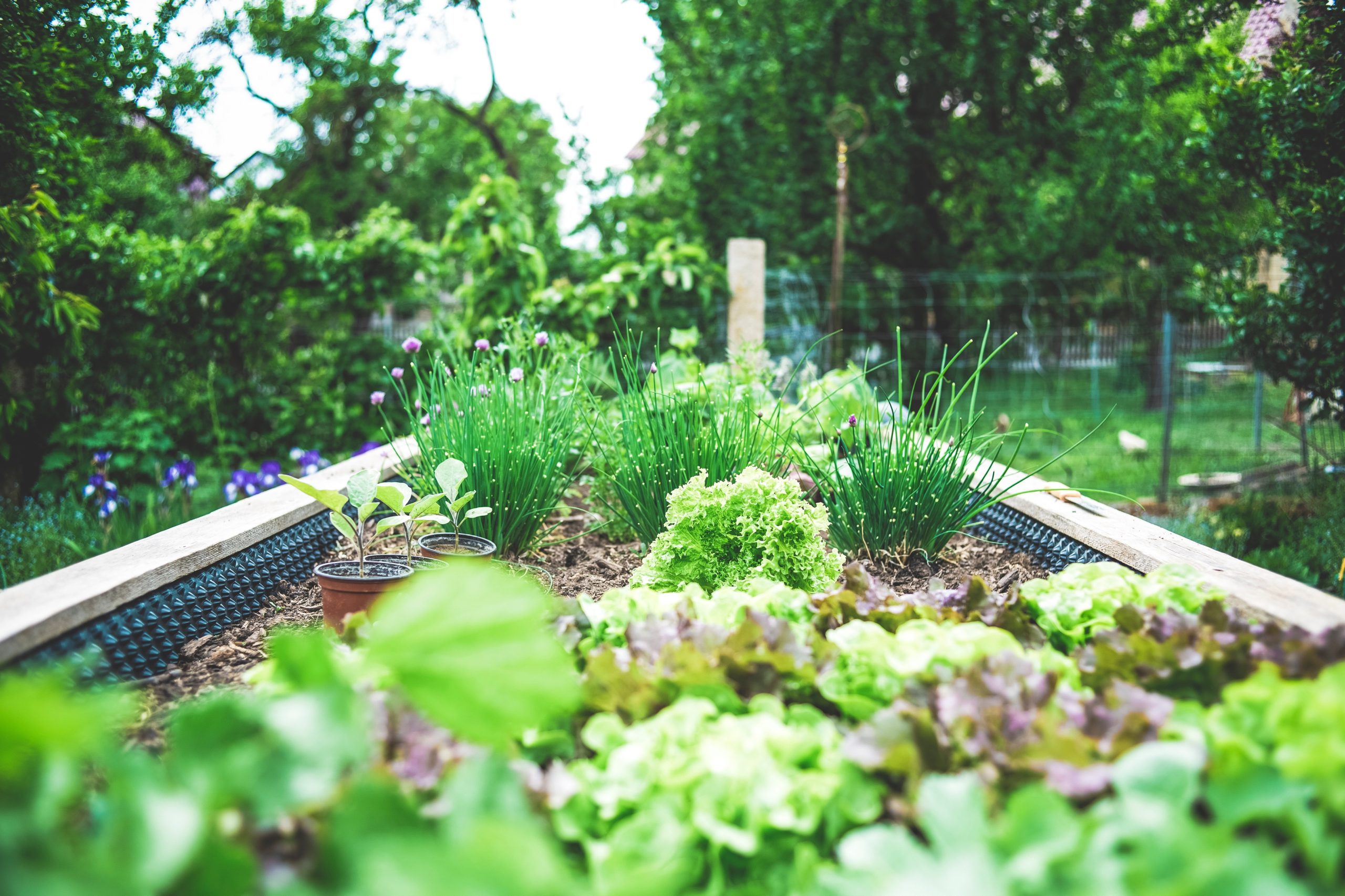 From Seed to Plate: A Guide to Growing Your Own Vegetables