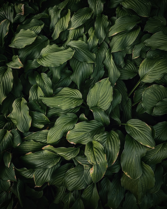 How Plants Can Improve Your Sleep Quality: The Benefits of Having Greenery in Your Bedroom