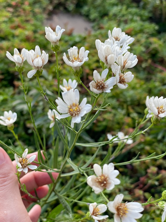 No Yard? No Problem! Transform Your Apartment into a Lush Oasis with These Plants