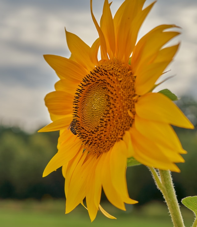 Foodies Rejoice! These Unique and Exotic Edible Plants Will Take Your Palate on a Journey