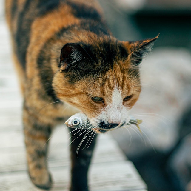 Best Foods for Cats Catering to Your Cat’s Taste Buds