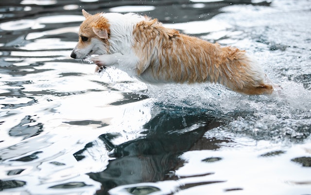 Dive In! 20 Creative Ways to Keep Your Dog Engaged During Pool Time