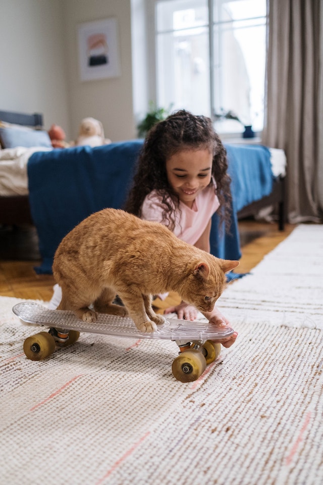 Meow-sical Delight: How to Teach Your Cat Tricks and Train Them Musically