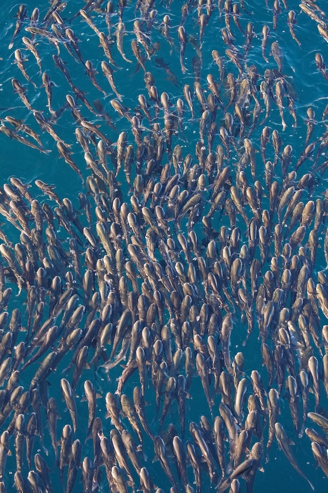 The aftermath of the Texas coast’s largest-ever fish die-off