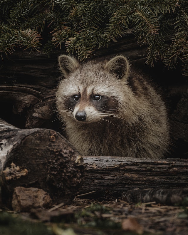 The Dangerous Appetite of a Raccoon-Like Bear