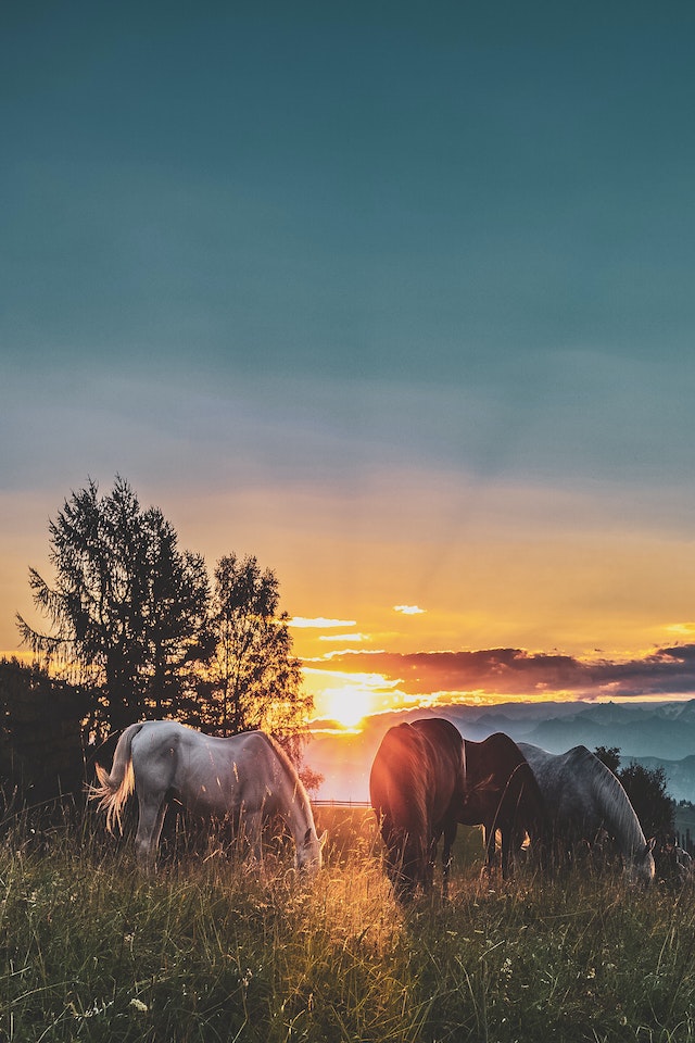 How the Equine Mindset Can Help Create Robots with Emotional Intelligence