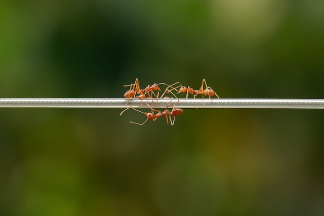 The Ultimate Guide to Getting Rid of Ants: Tips from an Entomologist