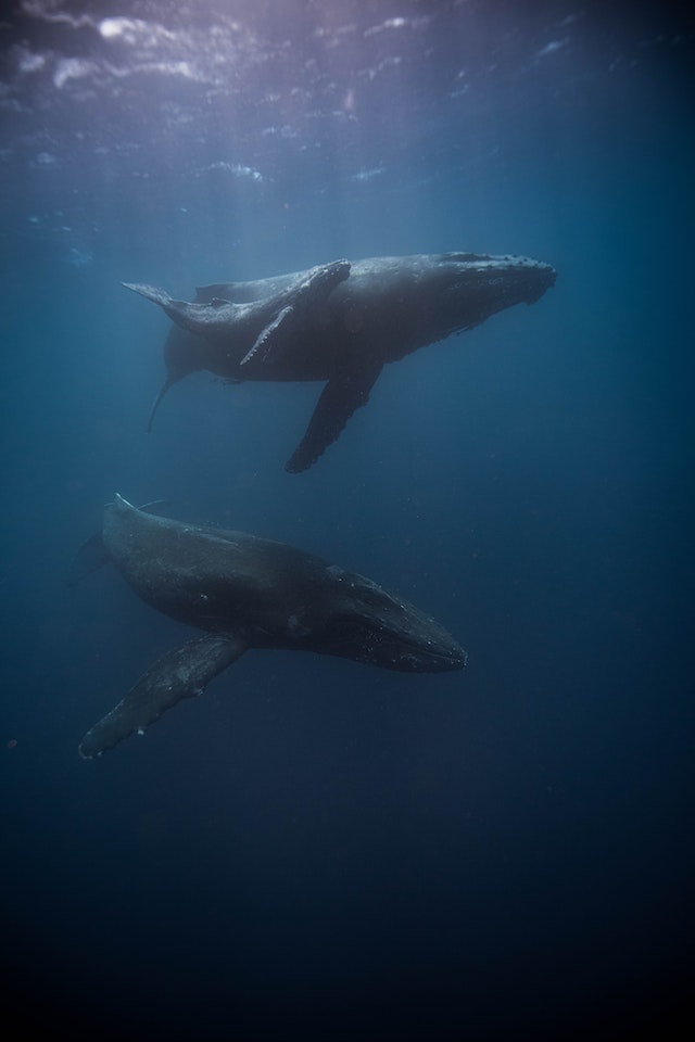 The Science Behind Bowhead Whales’ Cancer-Defying Superpower