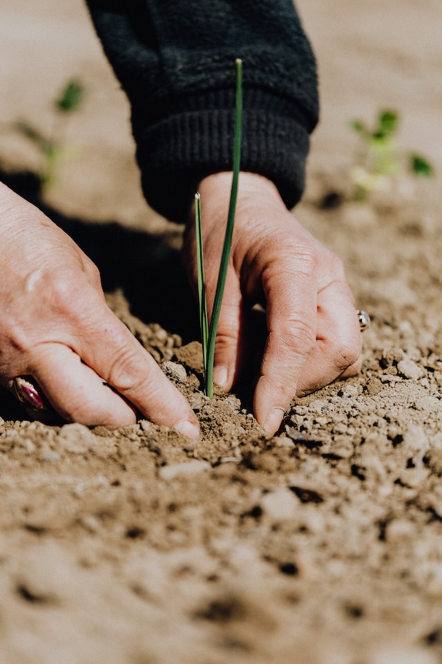 Understanding the Critical Role of Microbes in Storing Carbon in Soil