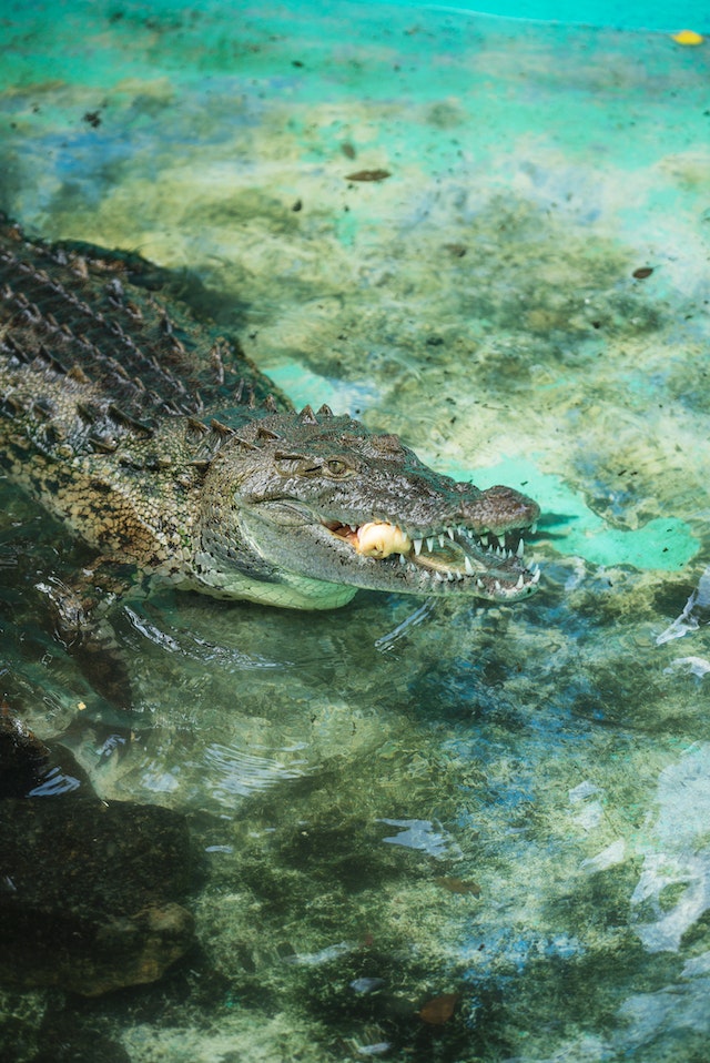 Female Crocodile Shocks Researchers by Giving Birth to Offspring without Mating