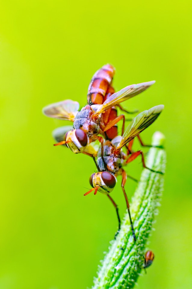 What Can We Learn from the Link Between Trauma and Biological Aging in Insects?