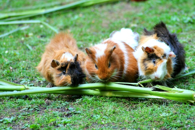 Why Guinea Pigs Are Ideal for Apartment Living and Small Spaces