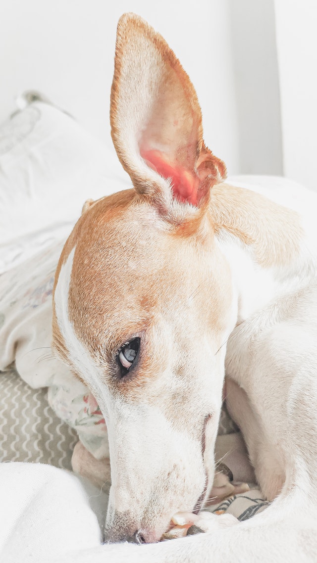 The Importance of Regularly Checking Your Dog’s Ears for Potential Infections