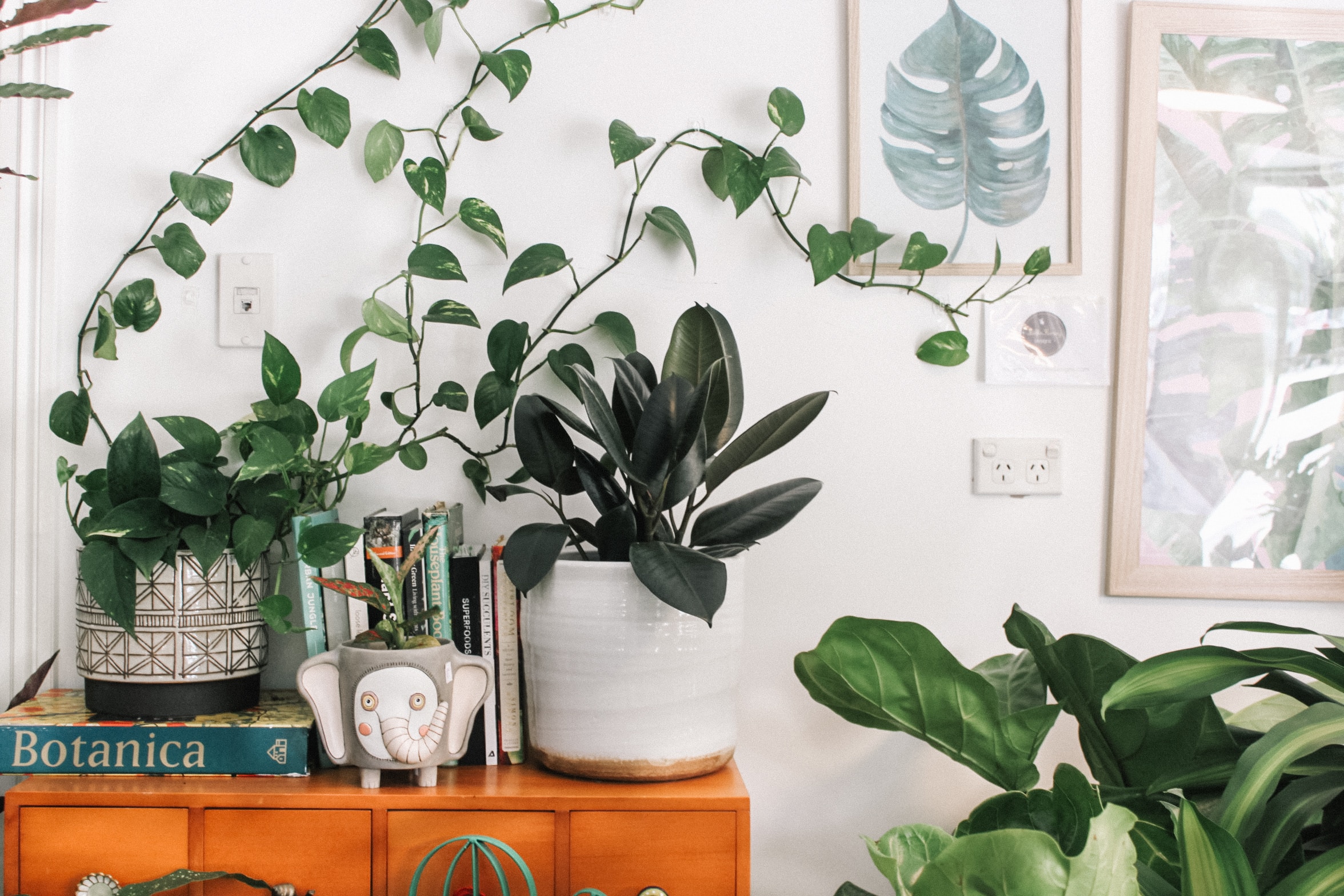 The Ultimate Guide to Improving Indoor Air Quality with Plants