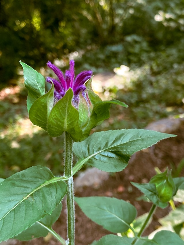 Want to Add Life to Your Space? Check Out These Humidity-Loving Plants!