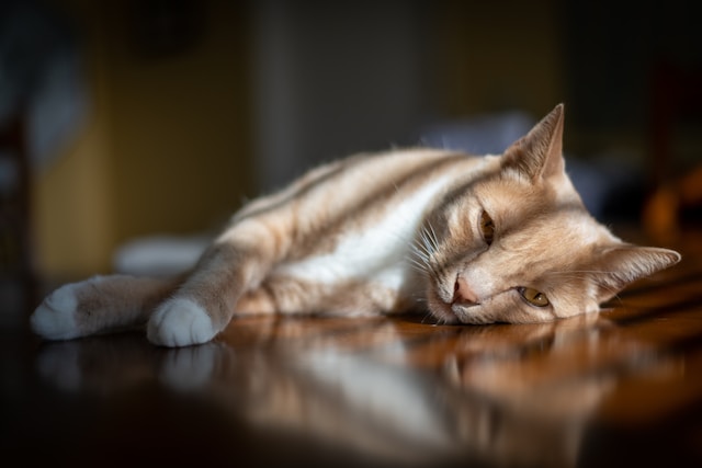 Cuddle Buddies Why Cats are the Ultimate Snuggle Partners