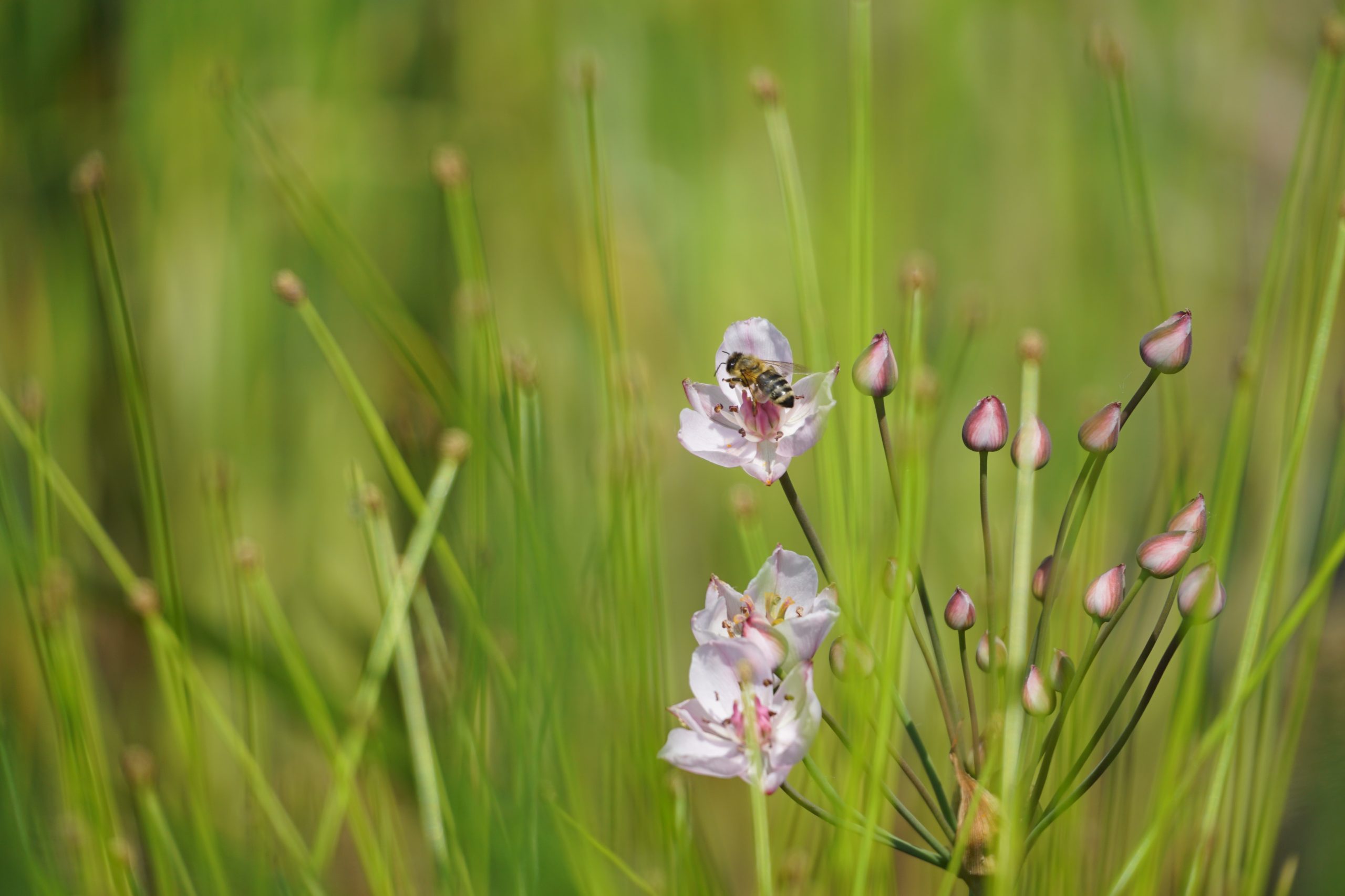 Bees, Butterflies, and Bountiful Blooms: Creating a Garden Haven for Pollinators