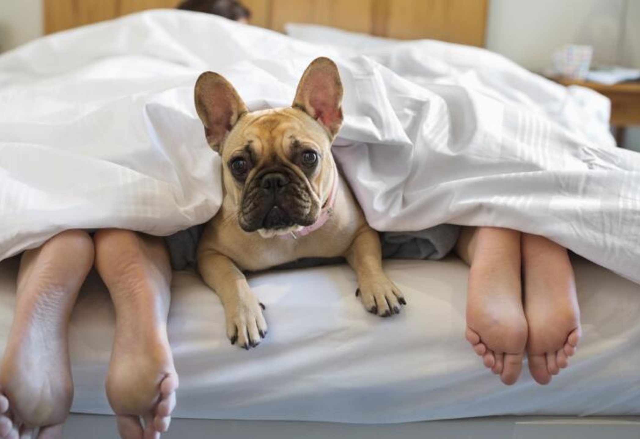 The Startling Warning for Pet Owners Sharing a Bed With their Dog!